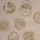 Human embryos.